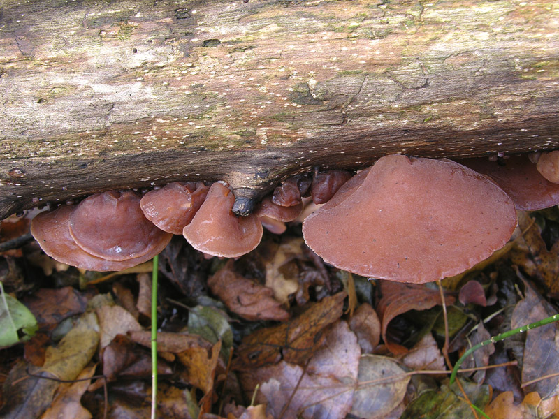 5 giorni d''acqua...poi i funghi (25 novembre)